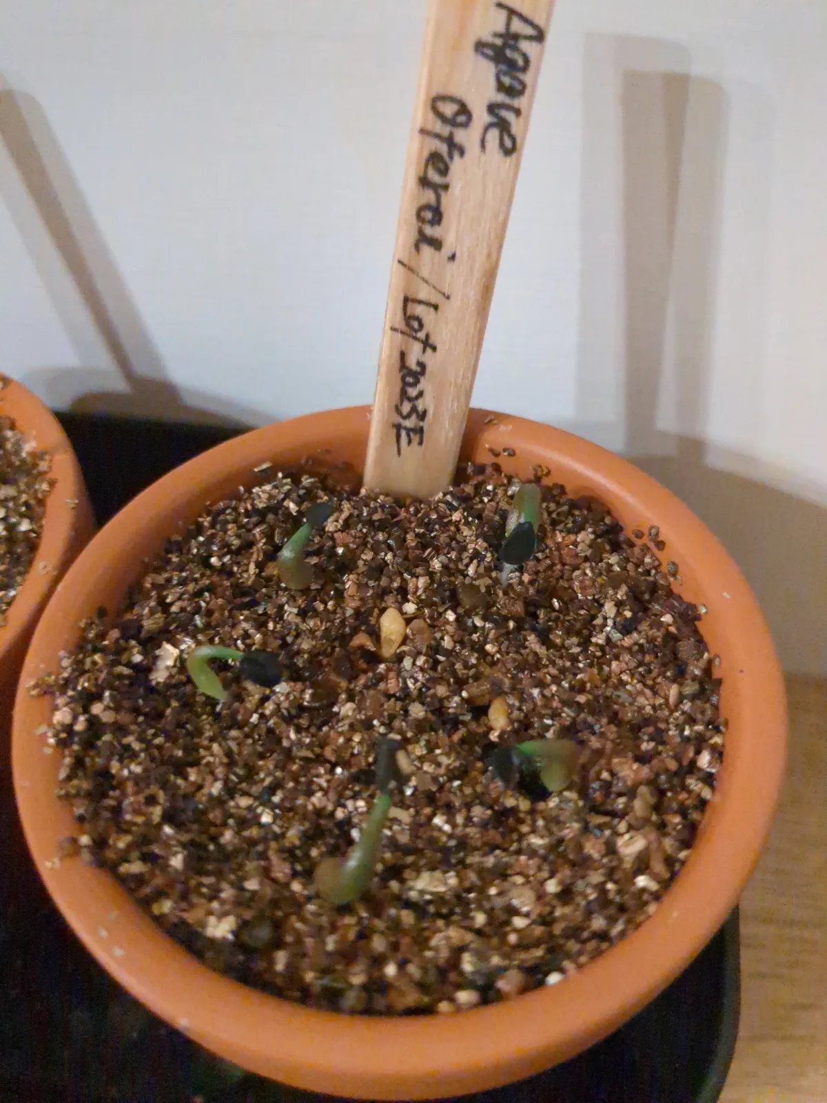 Agave oteroi (アガベ オテロイ)