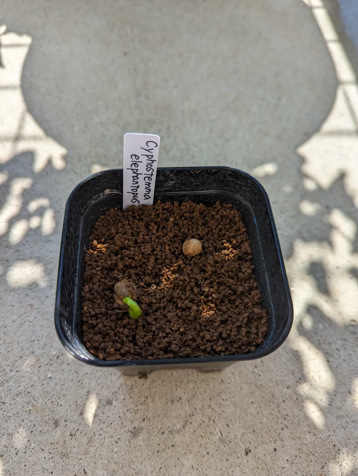 Cyphostemma elephantopus (キフォステンマ エレファントプス)