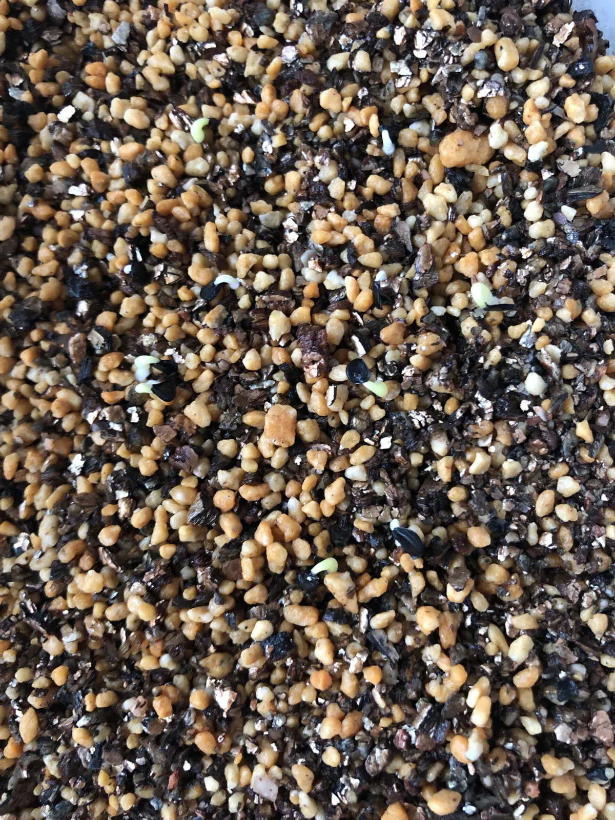 Agave titanota 'Blue' (アガベ チタノタブルー)