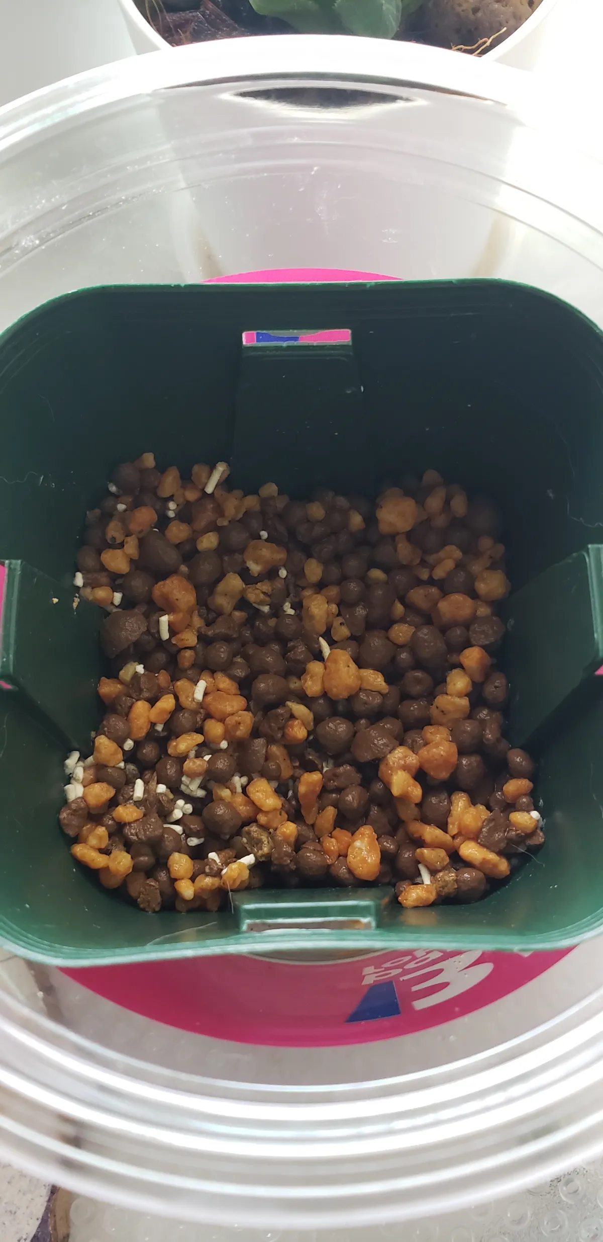 Begonia fulgurata (ベゴニア フルグラータ)