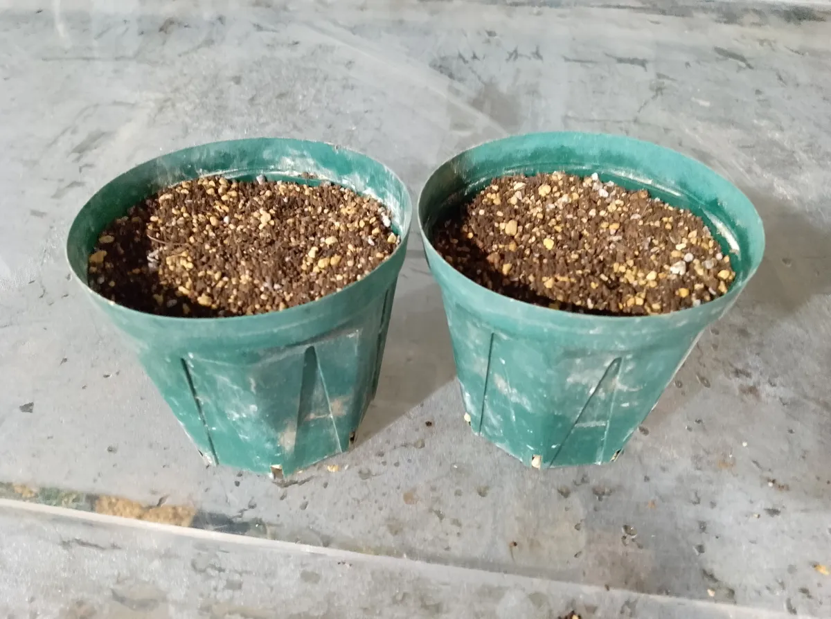 Fouquieria shrevei (フォークイエリア シュリベイ)