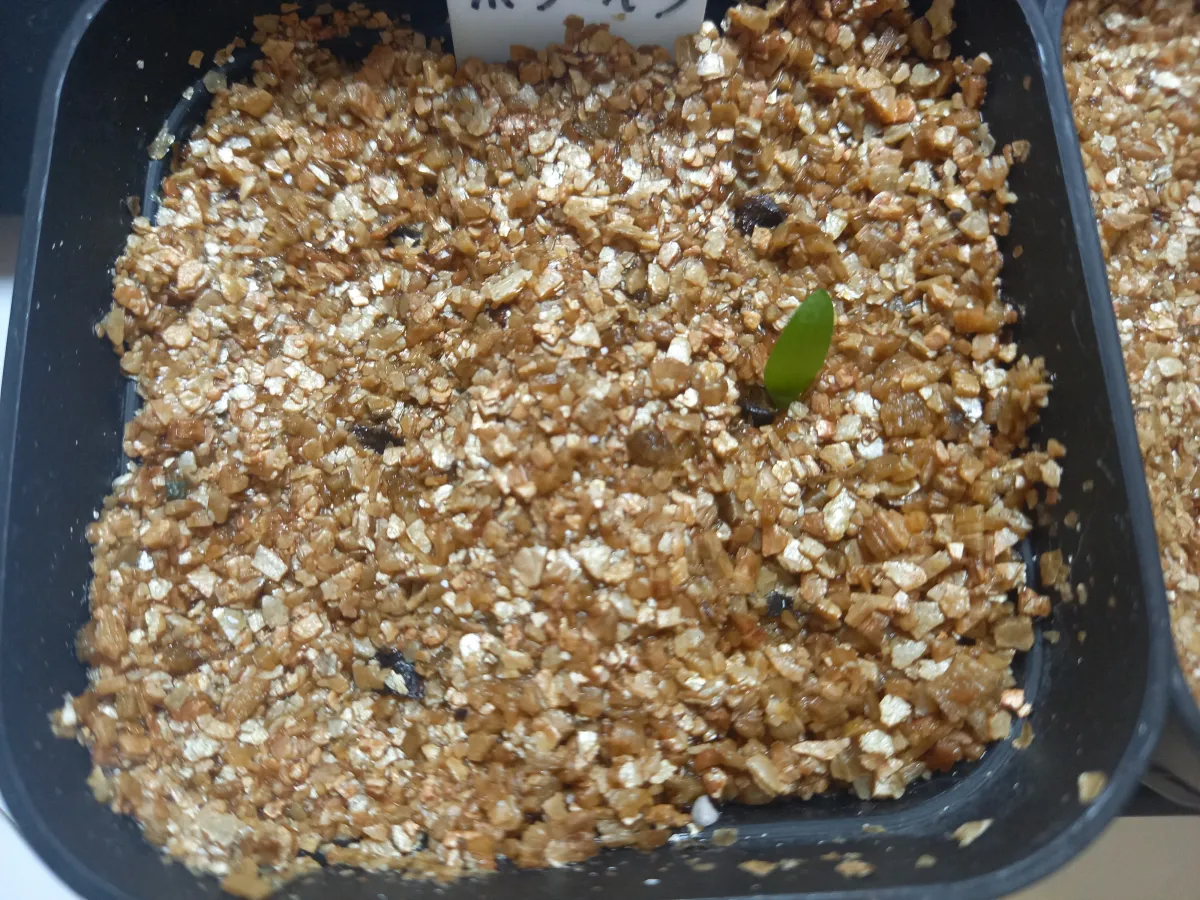 Aloe polyphylla (アロエ ポリフィラ)