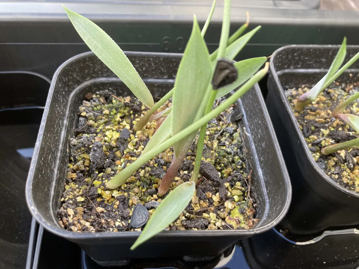 Agave cupreata (アガベ クプレアータ)