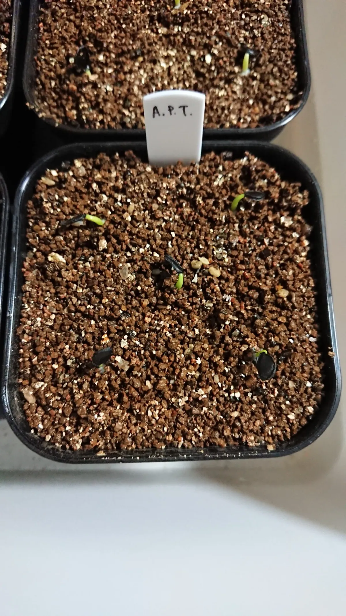 Agave parryi var. truncata (アガベ パリー トランカータ)