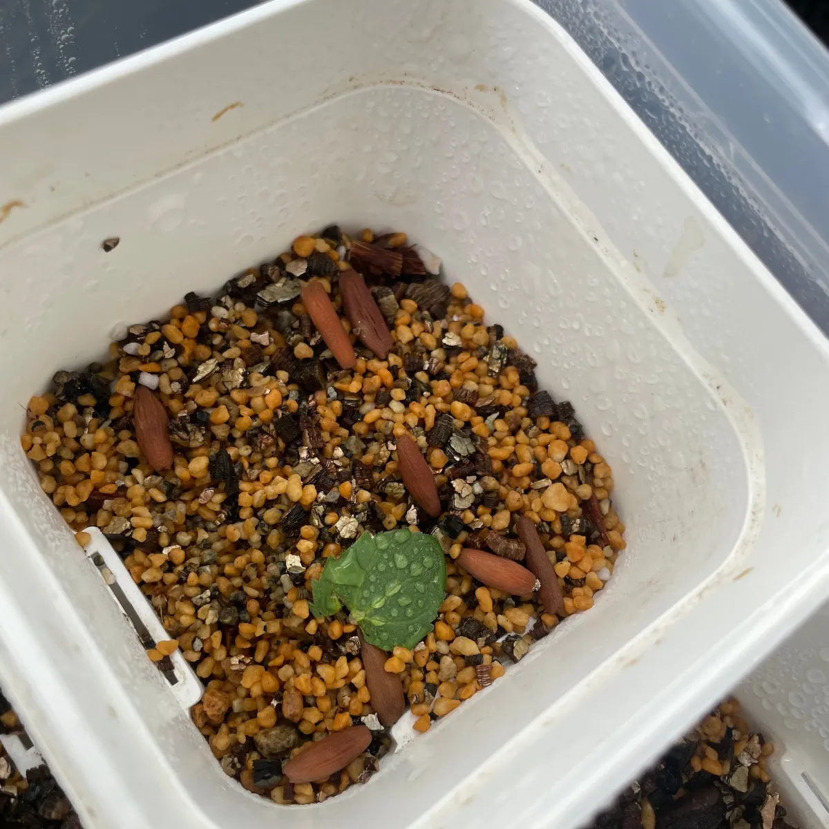 Adenium obesum var. arabicum S1 (アデニウム タイソコトラナムS11)