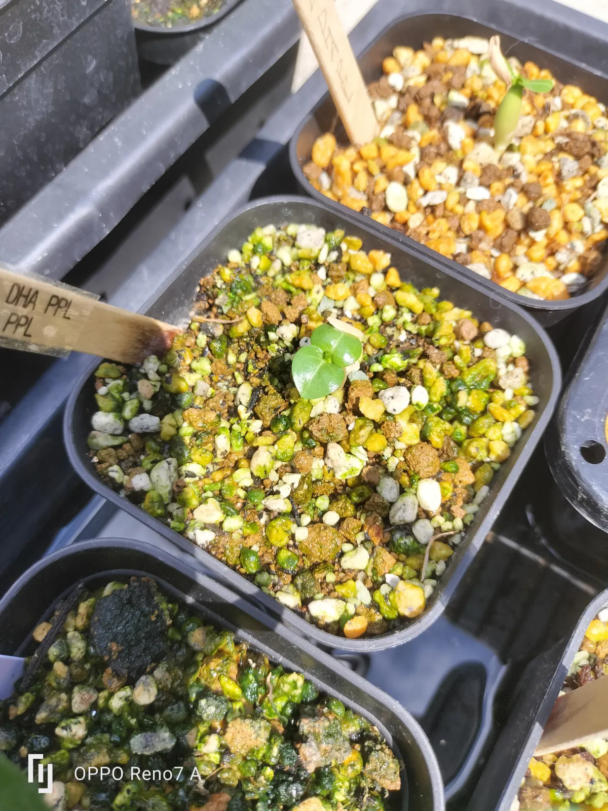 Adenium DHA PMK (アデニウム DHA PMK)