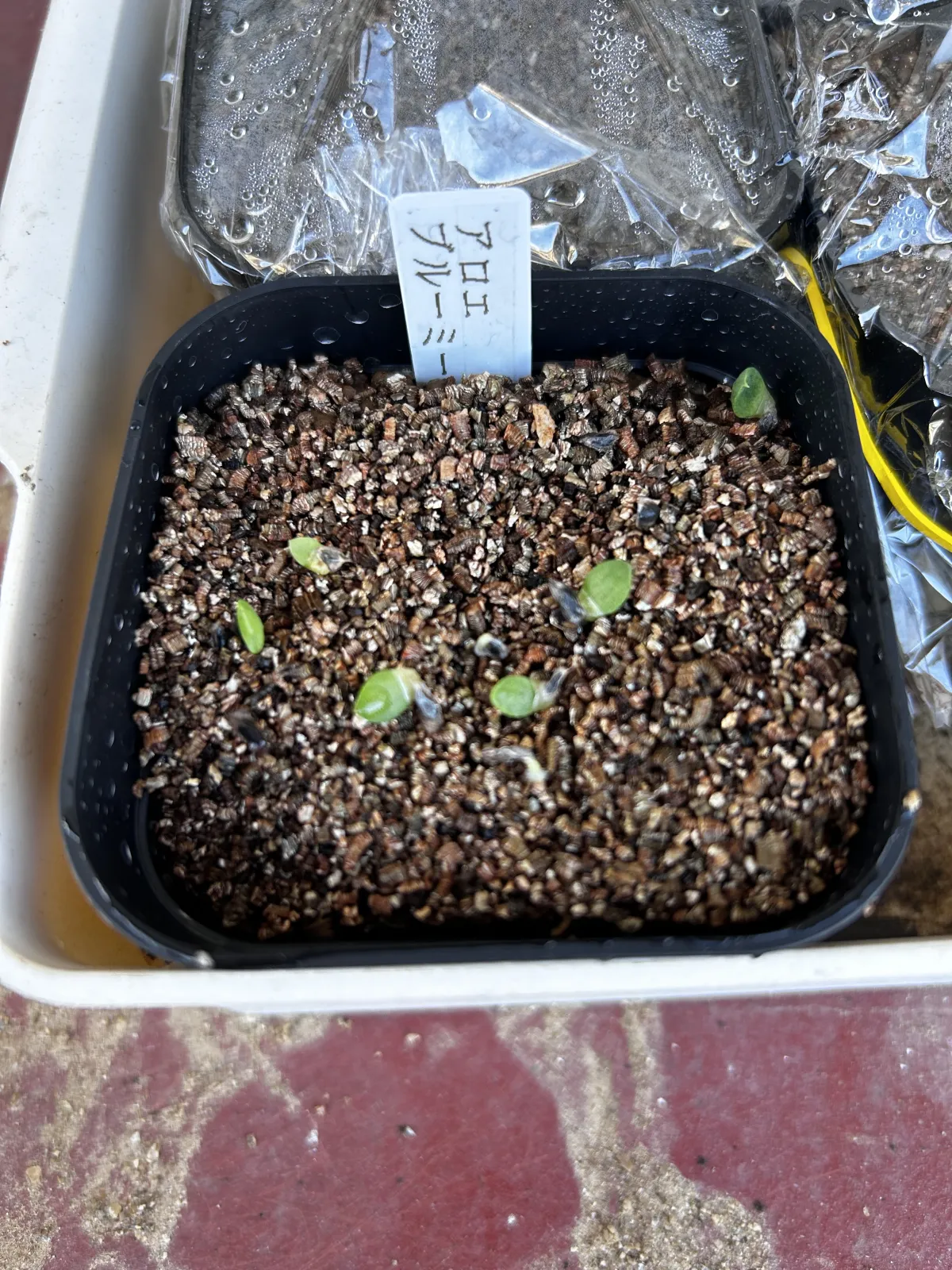 Aloe broomii (アロエ ブルーミー)