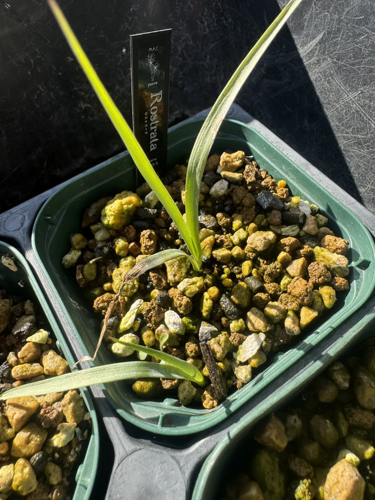 Yucca rostrata (ユッカ ロストラータ)