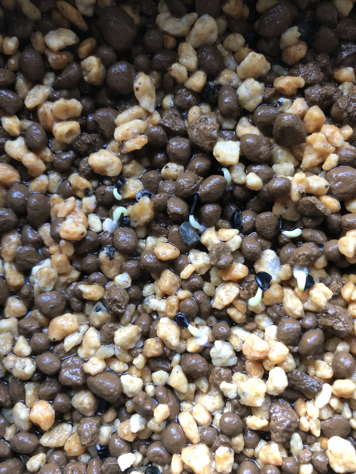 Agave oteroi (アガベ オテロイ)