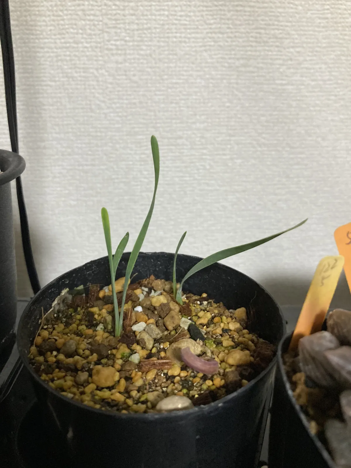 [無料種子] ブーファン ディスティカ Boophone disticha 状態難