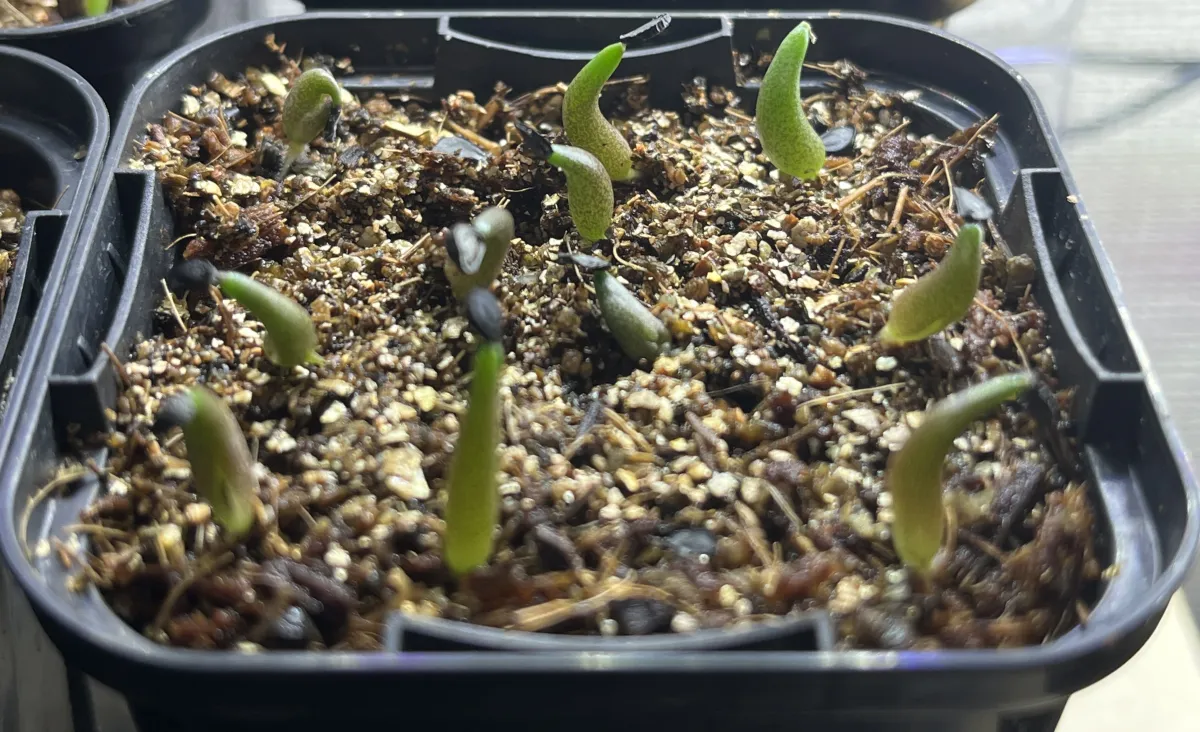 Agave oteroi (アガベ オテロイ)