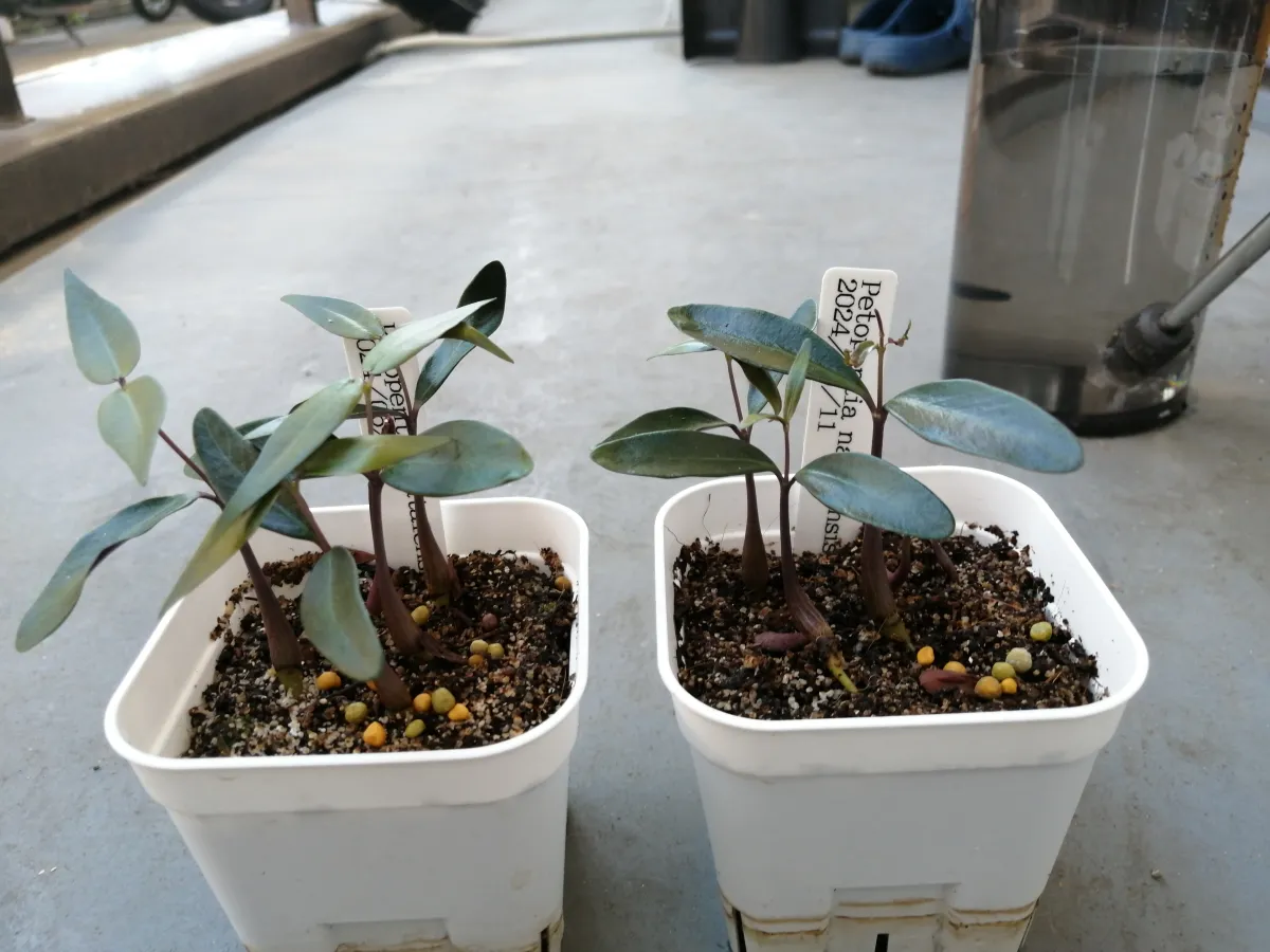 Petopentia natalensis (ペトペンチア ナタレンシス)