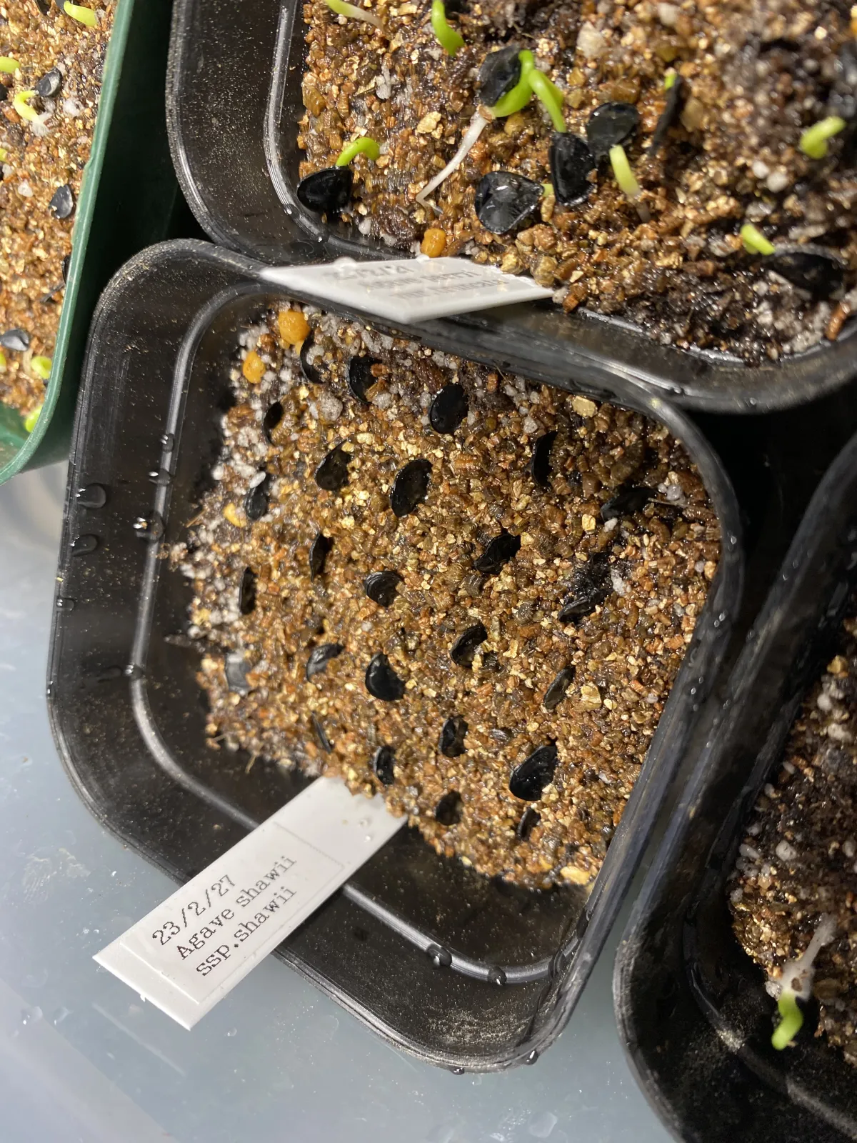 Agave shawii subsp. shawii (アガベ シャウィ)