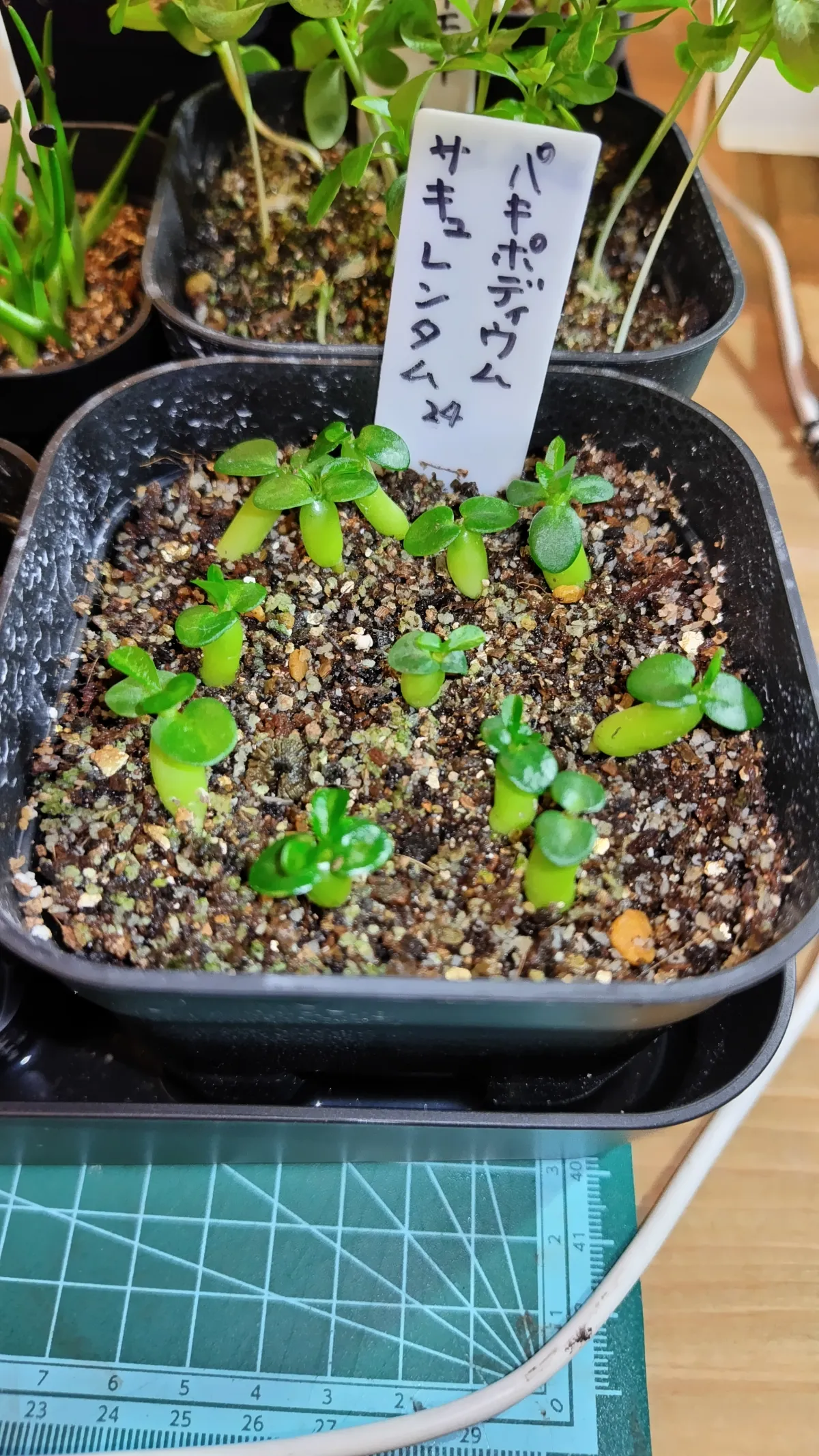 Pachypodium succulentum (パキポディウム サキュレンタム 天馬空)