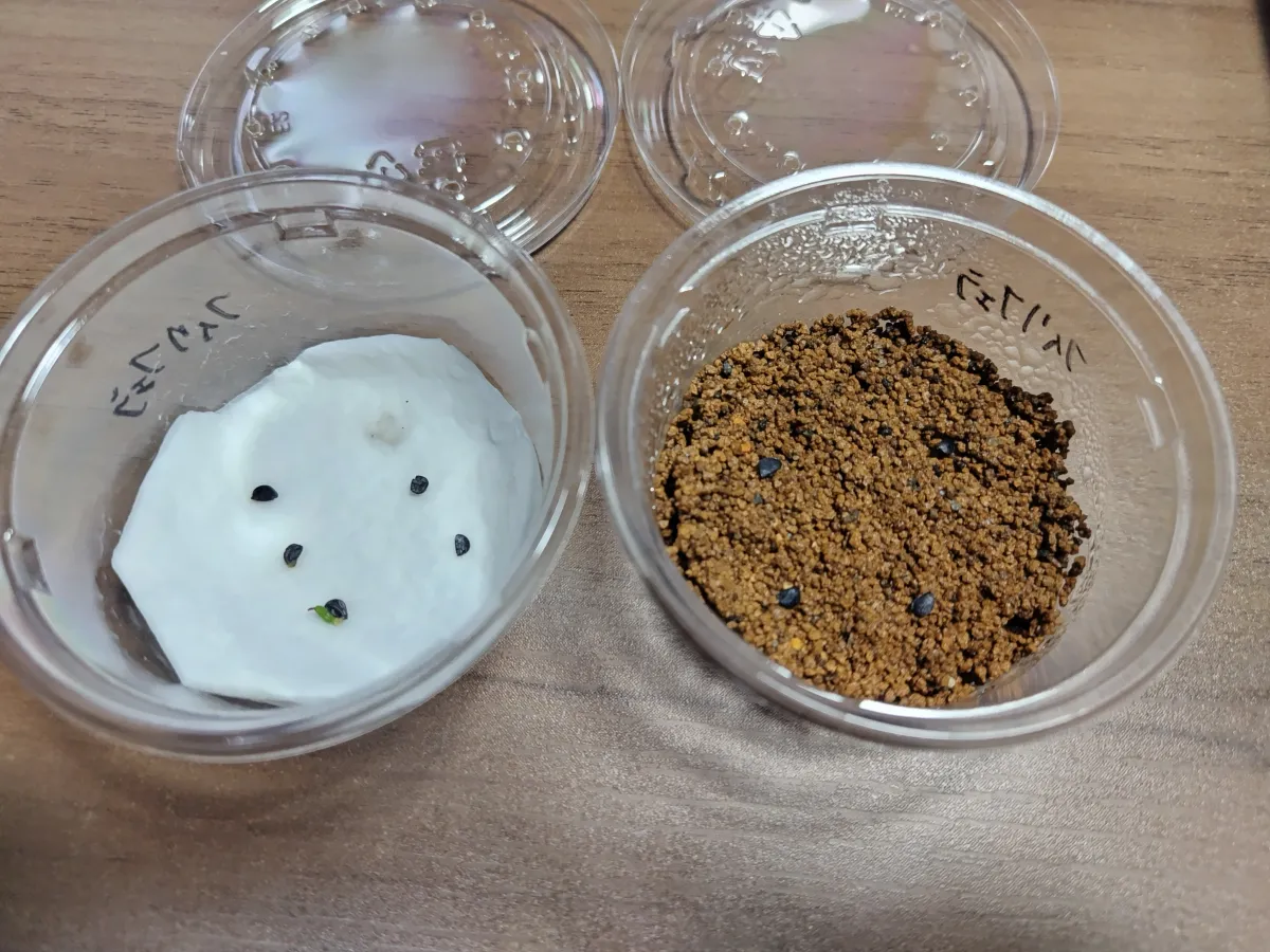 Agave filifera var. compacta (アガベ フィリフェラコンパクタ)