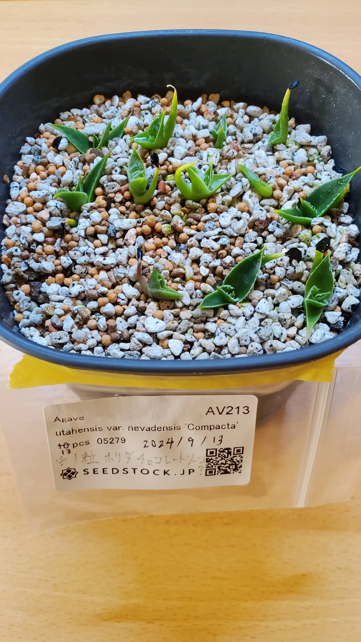 Agave utahensis var. nevadensis 'Compacta' (アガベ ネバデンシス コンパクタ)