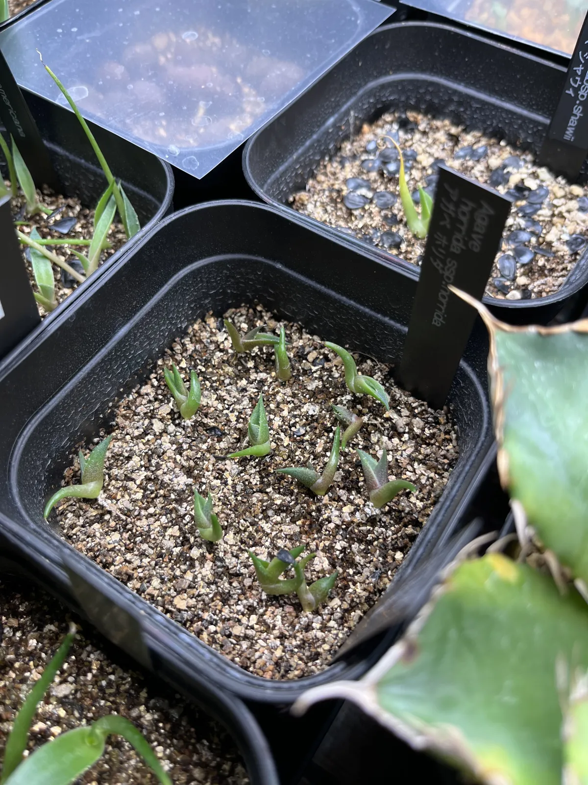 Agave horrida ssp. horrida (アガベ ホリダ)