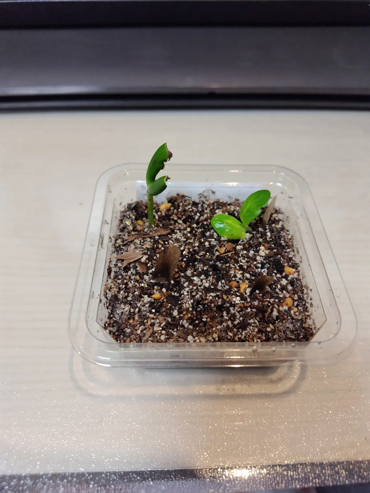 Plumeria alba (プルメリア アルバ)