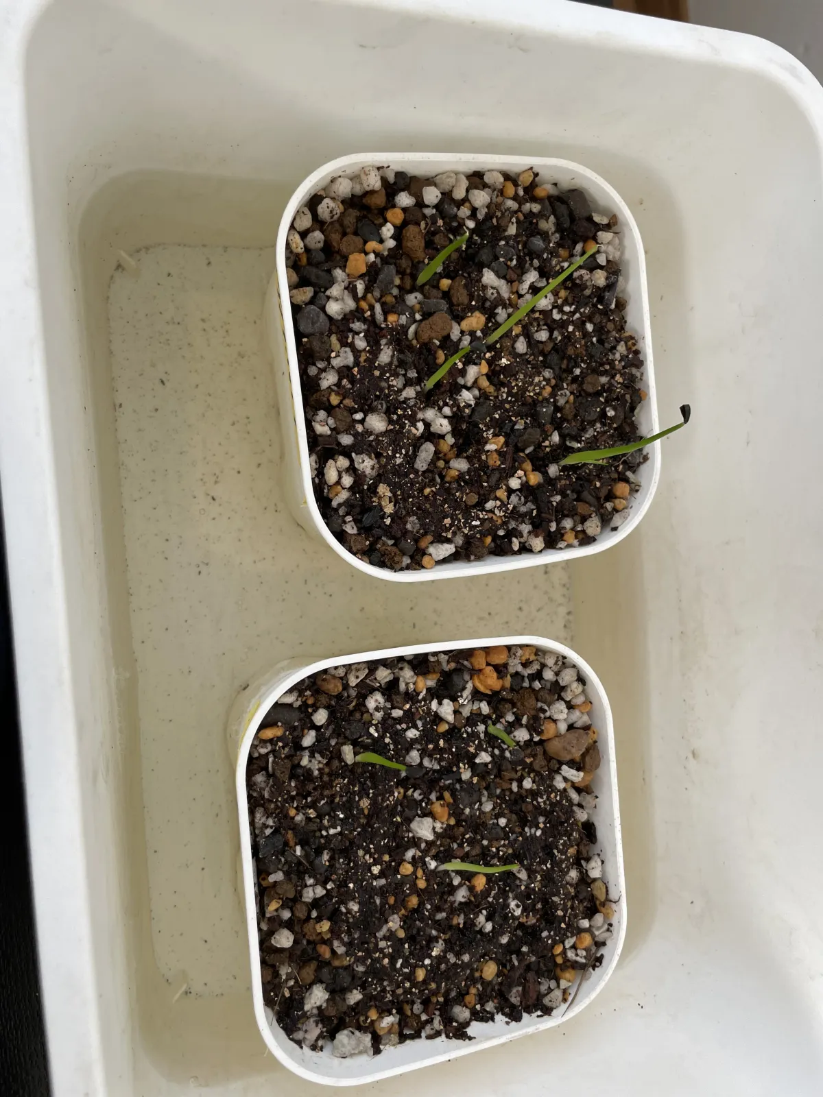 Agave stricta rubra (アガベ ストリクタ ルブラ)