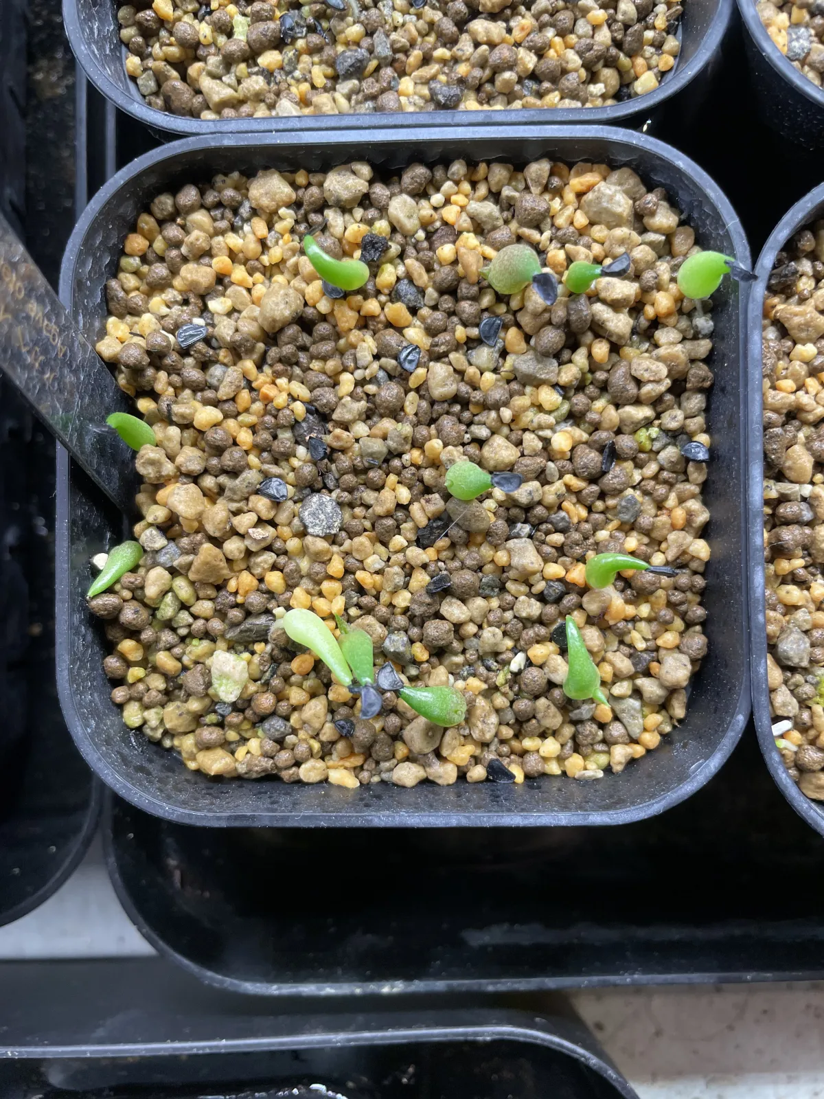 Agave oteroi (アガベ オテロイ)