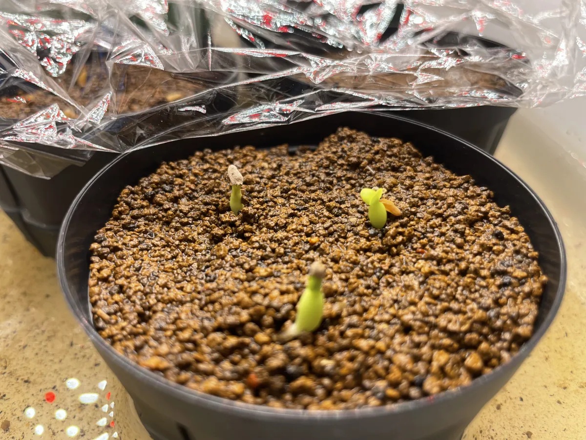 Pachypodium bispinosum (パキポディウム ビスピノーサム)