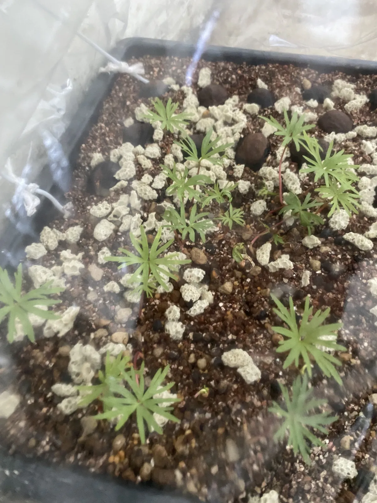 Bursera fagaroides (ブルセラ ファガロイデス)