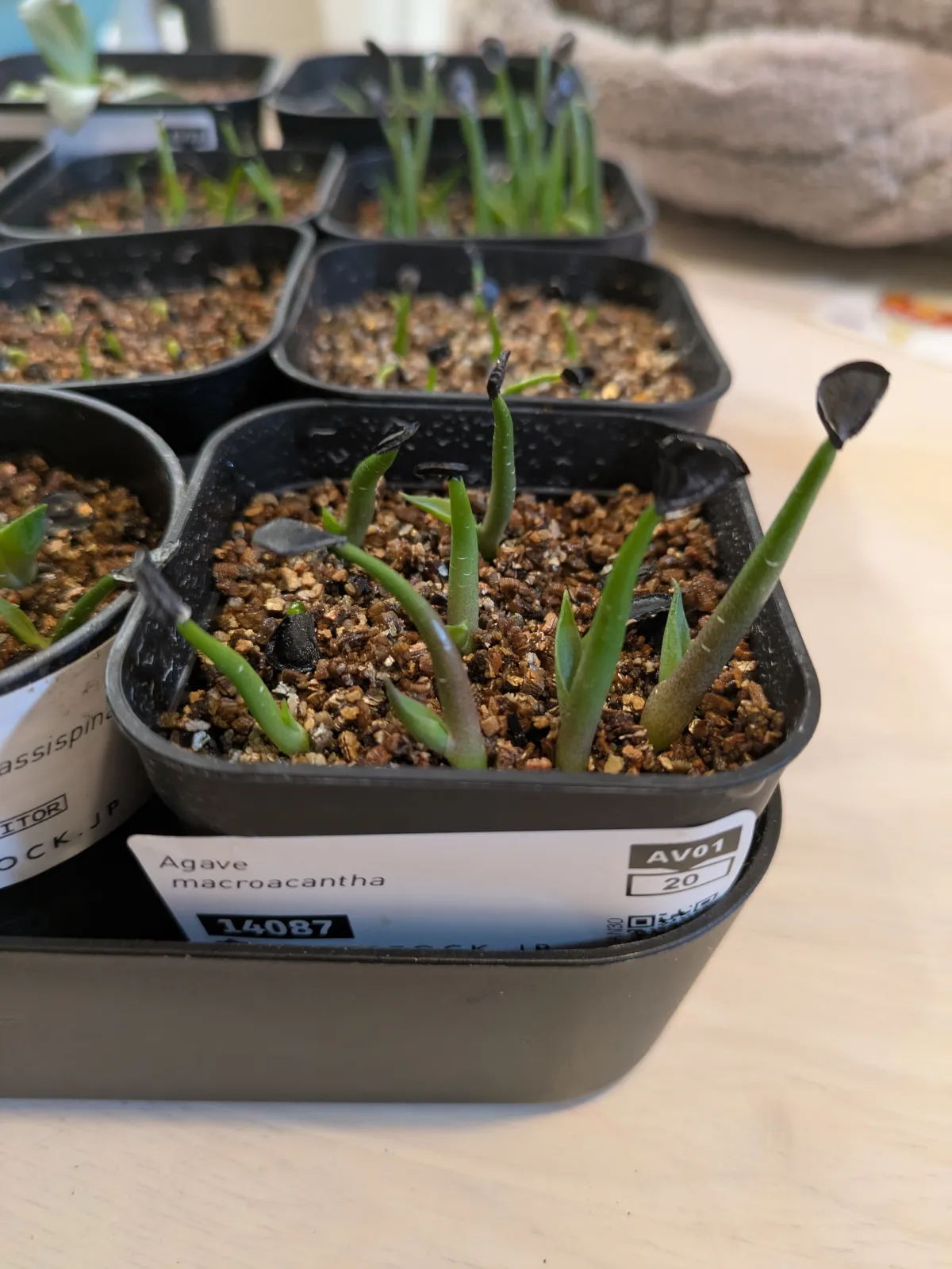 Agave macroacantha (アガベ マクロアカンサ 八荒殿)