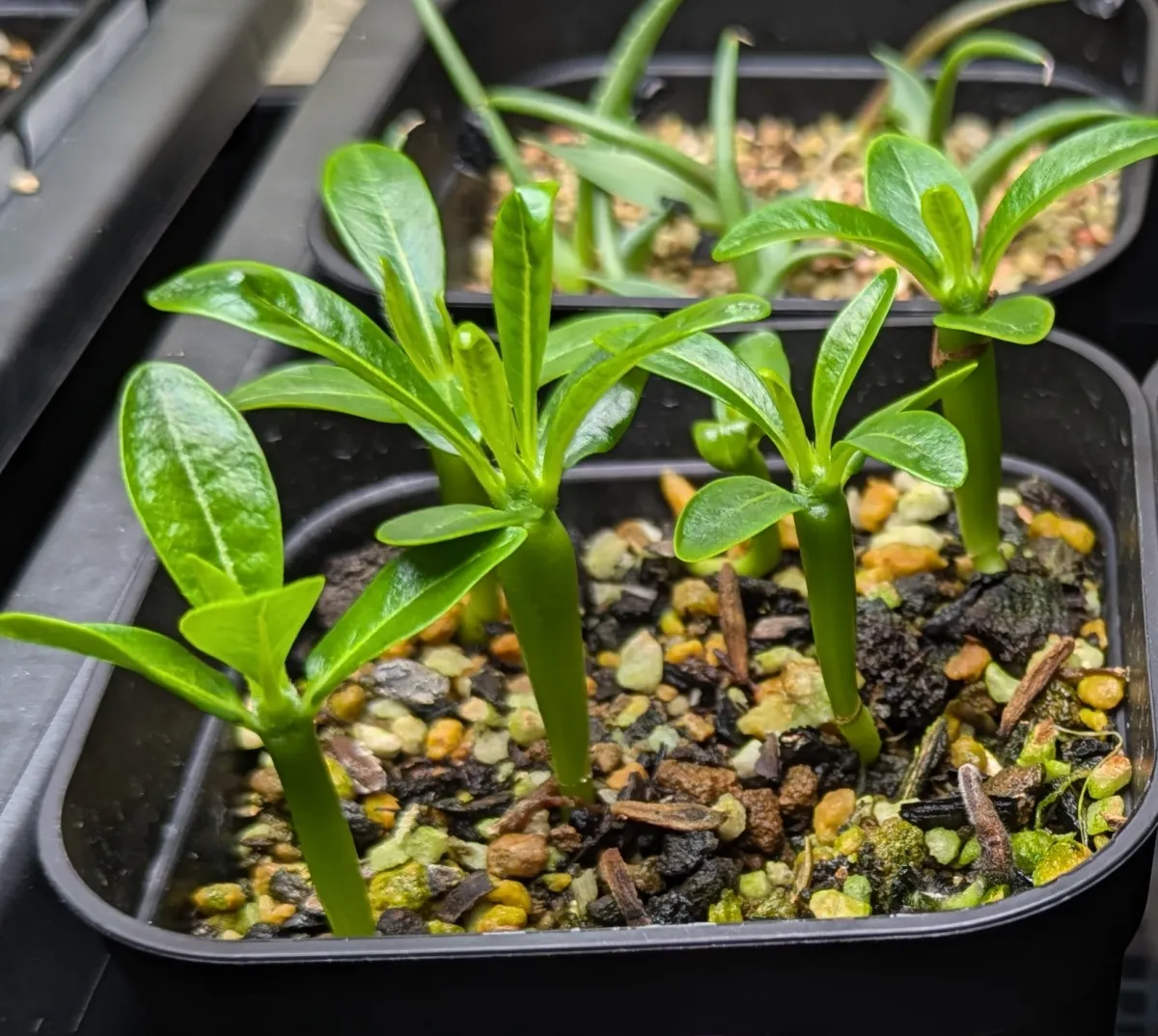 Pachypodium ambongense (パキポディウム アンボンゲンセ)