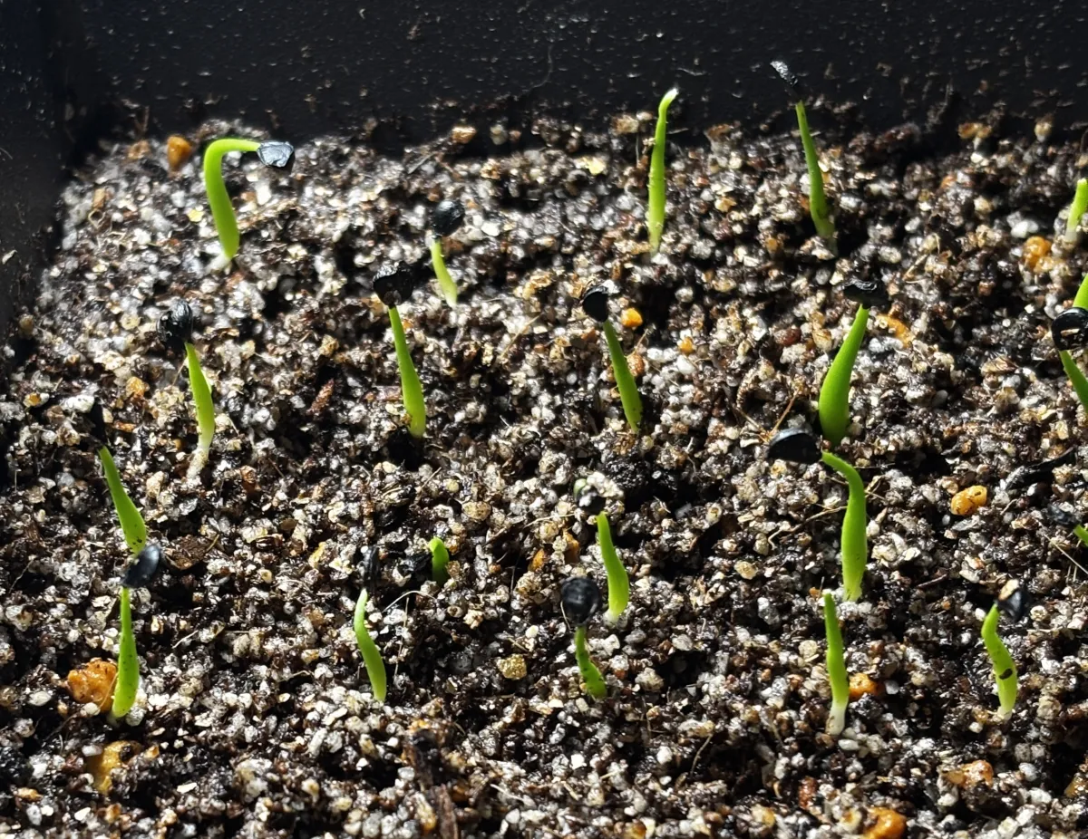 Agave utahensis var. nevadensis 'Compacta' (アガベ ネバデンシス コンパクタ)