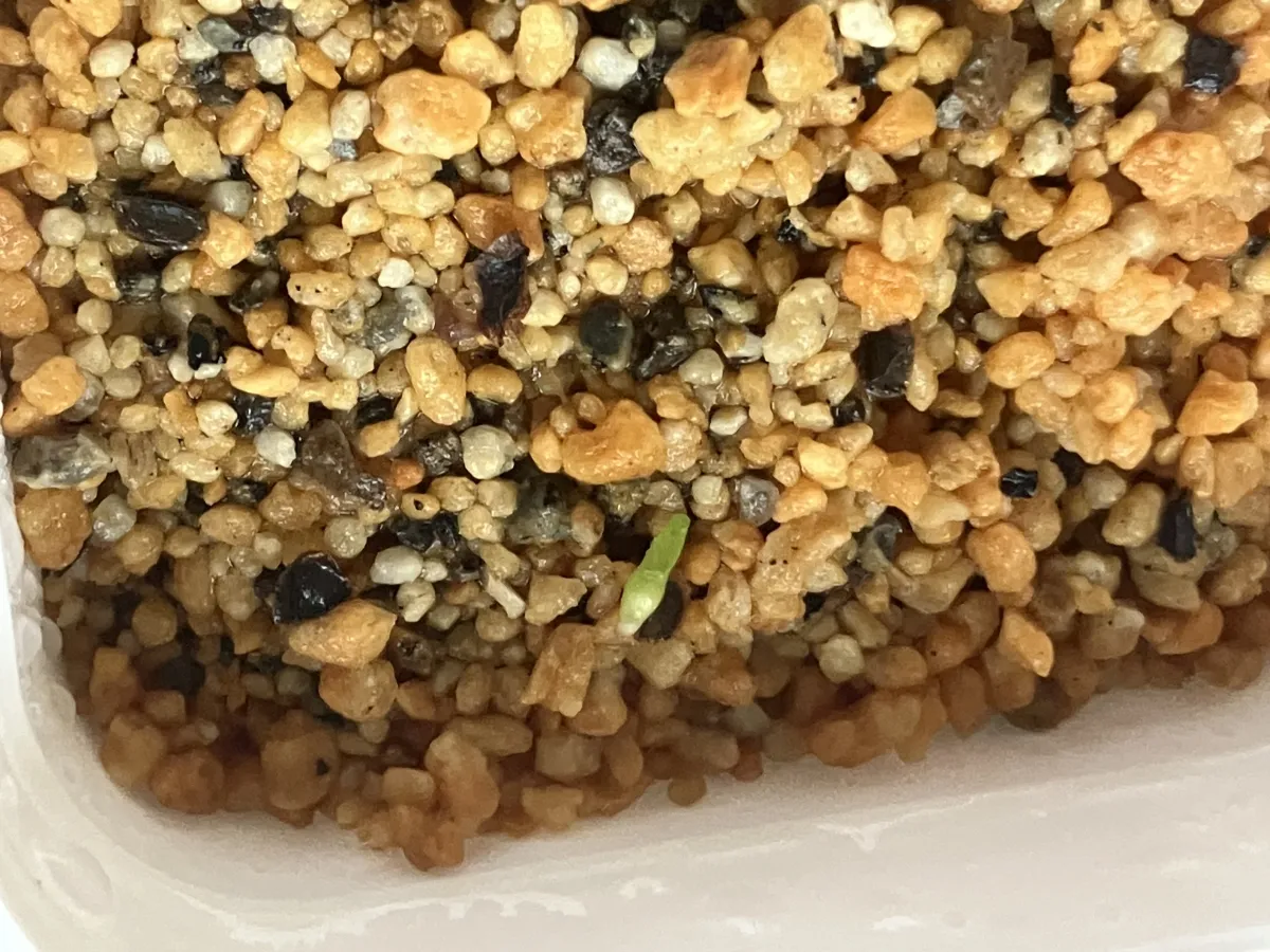 Aloidendron barberae (アロエ バーバラ イエッピイ)