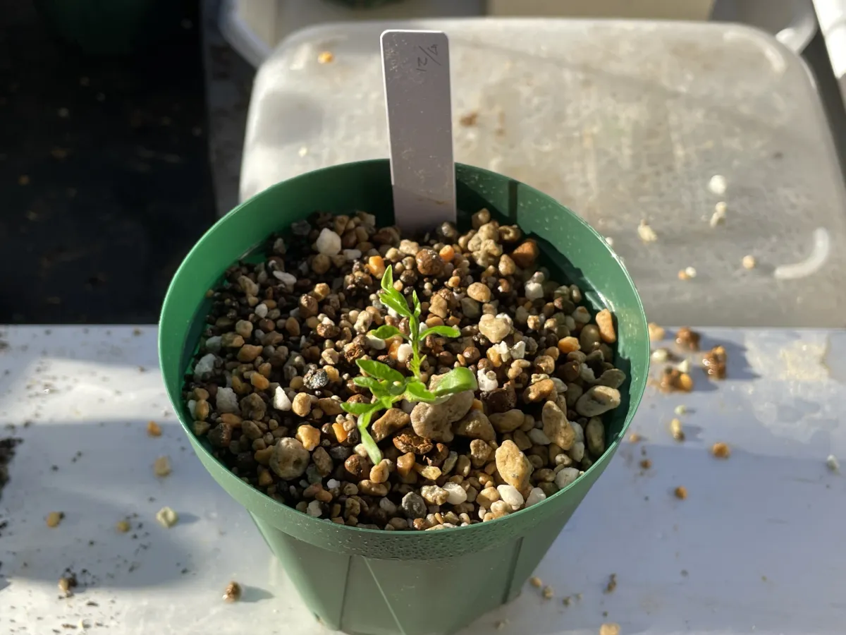 Operculicarya pachypus (オペルクリカリア パキプス)