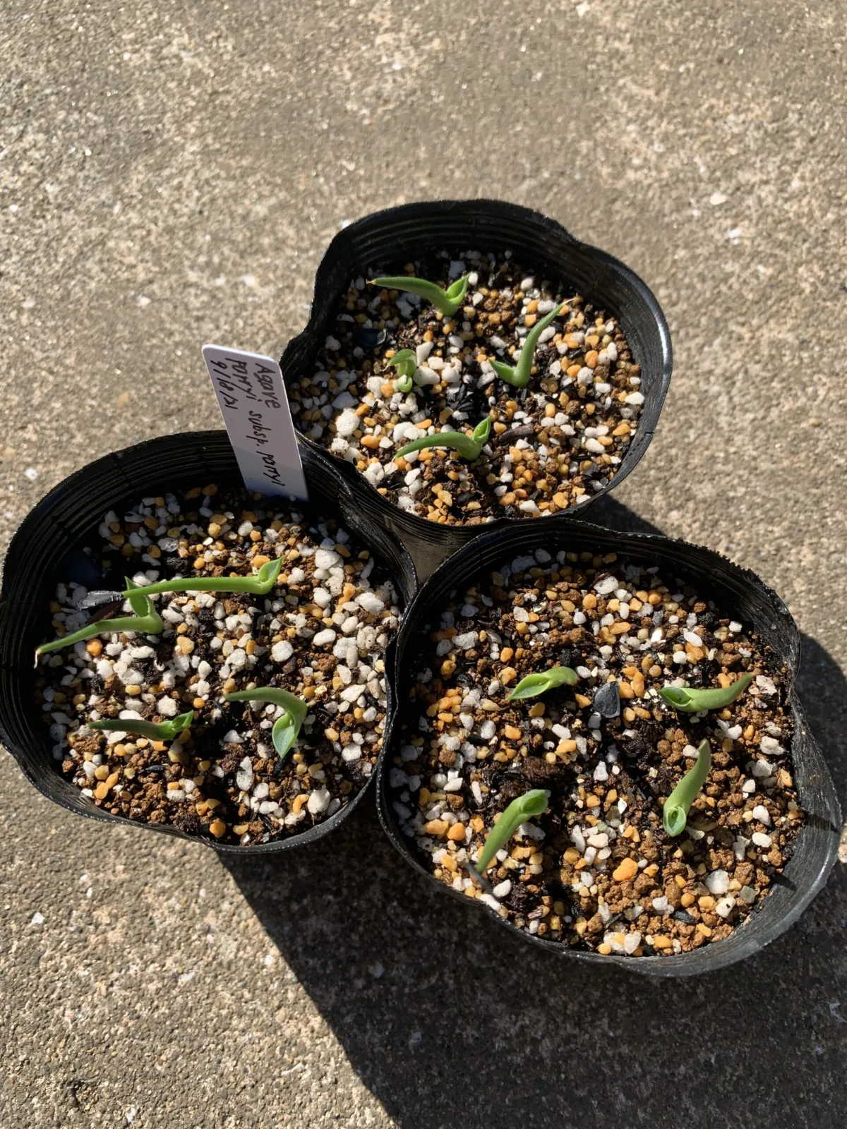 Agave parryi subsp. parryi (アガベ パリー)