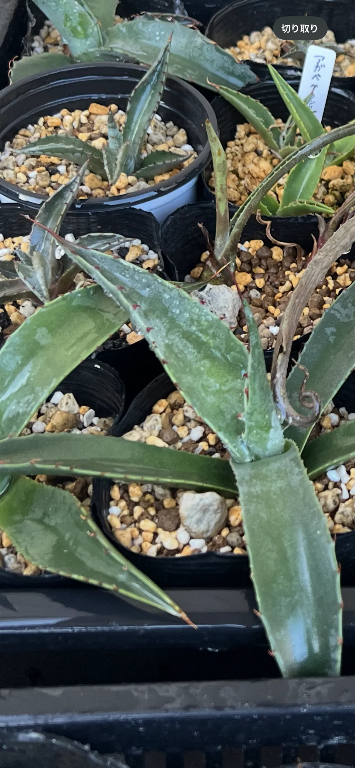 Agave gracilipes (アガベ グラシリペス)