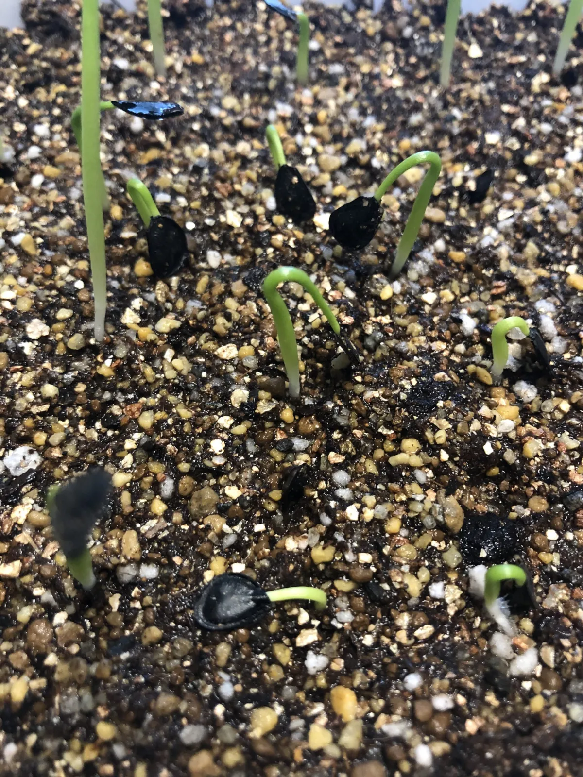 Agave crassispina subsp. crassispina (アガベ サルミアナ クラシスピナ)