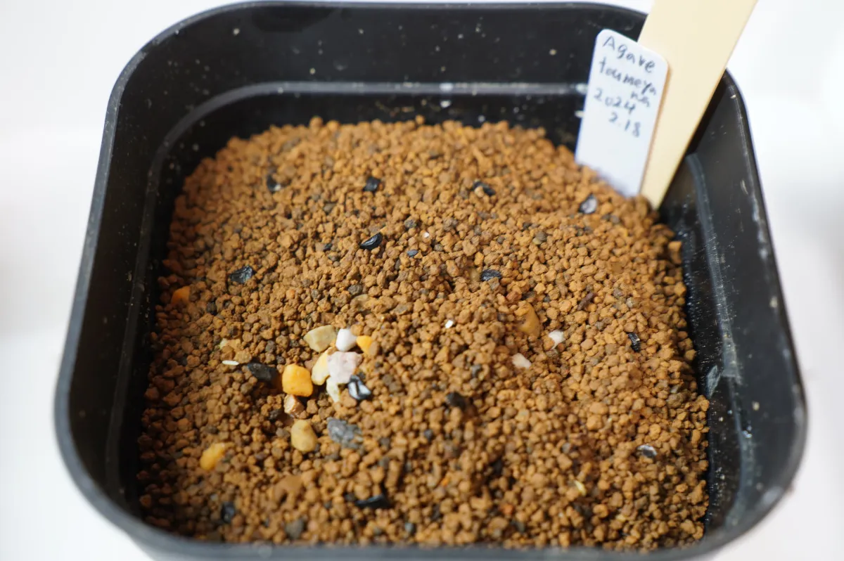 Agave toumeyana var. toumeyana (アガベ トウメヤナ)