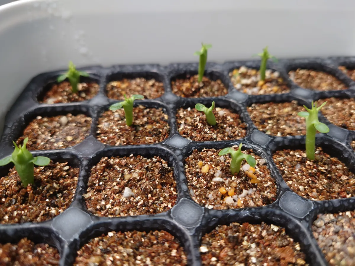 Euphorbia enopla (ユーフォルビア エノプラ 紅彩閣)