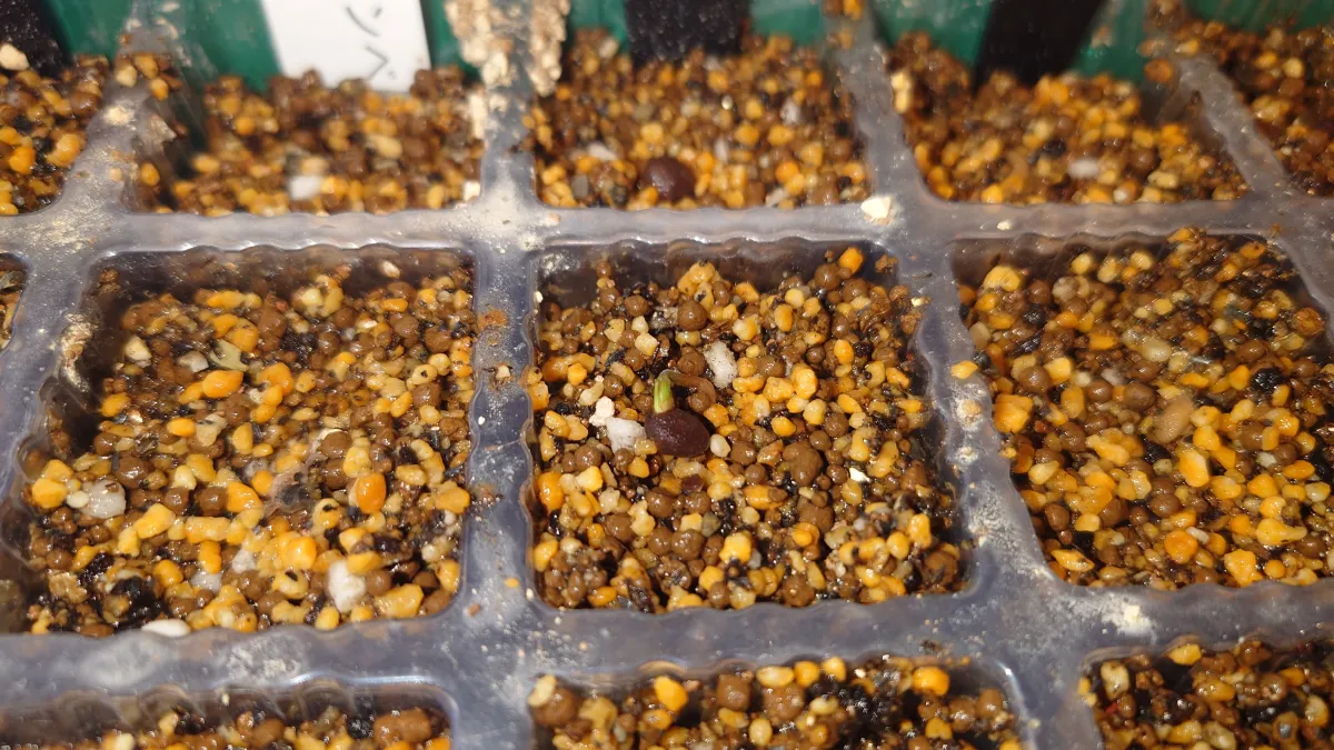 Operculicarya pachypus (オペルクリカリア パキプス)