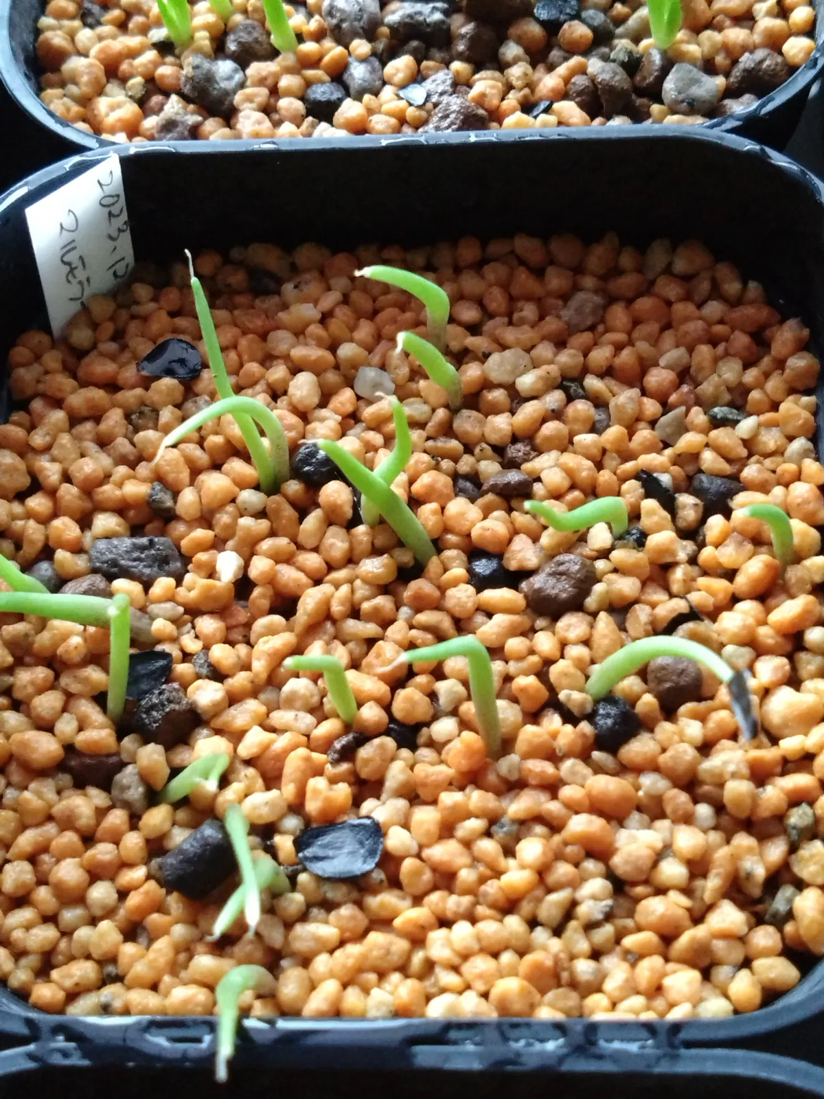 Agave marmorata (アガベ マルモラータ)