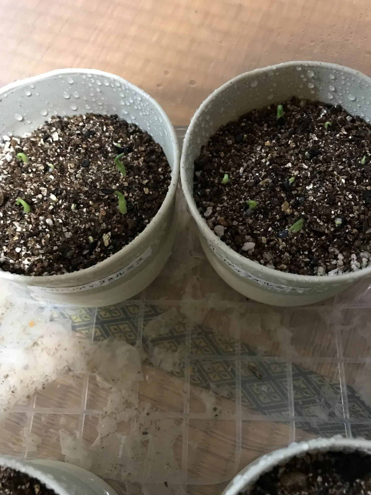 Agave difformis (アガベ ディフォルミス)