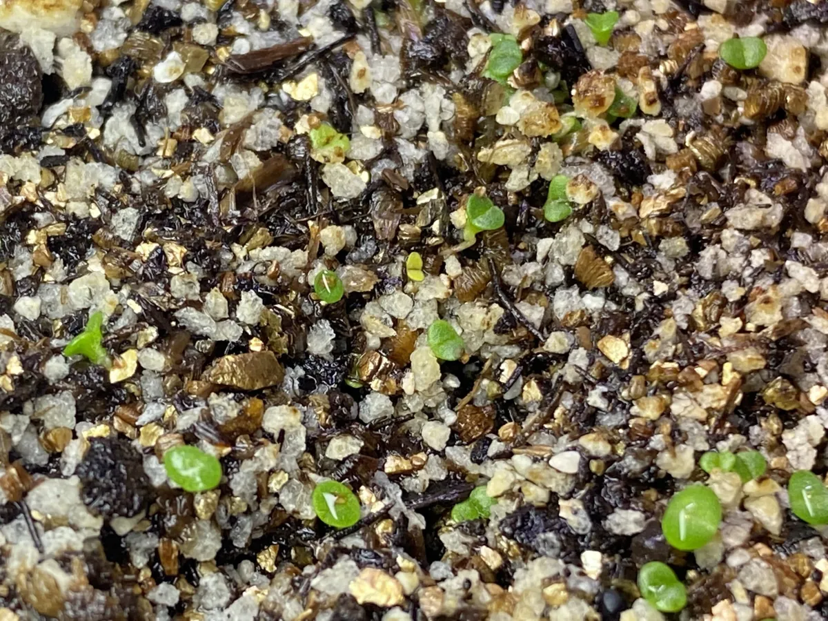 Monilaria moniliforme (モニラリア モニリフォルメ)