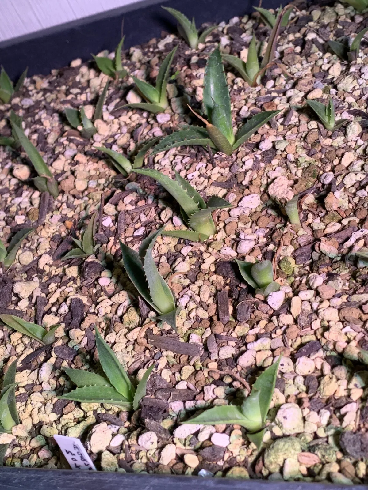 Agave mckelveyana (アガベ マッケルベヤナ)