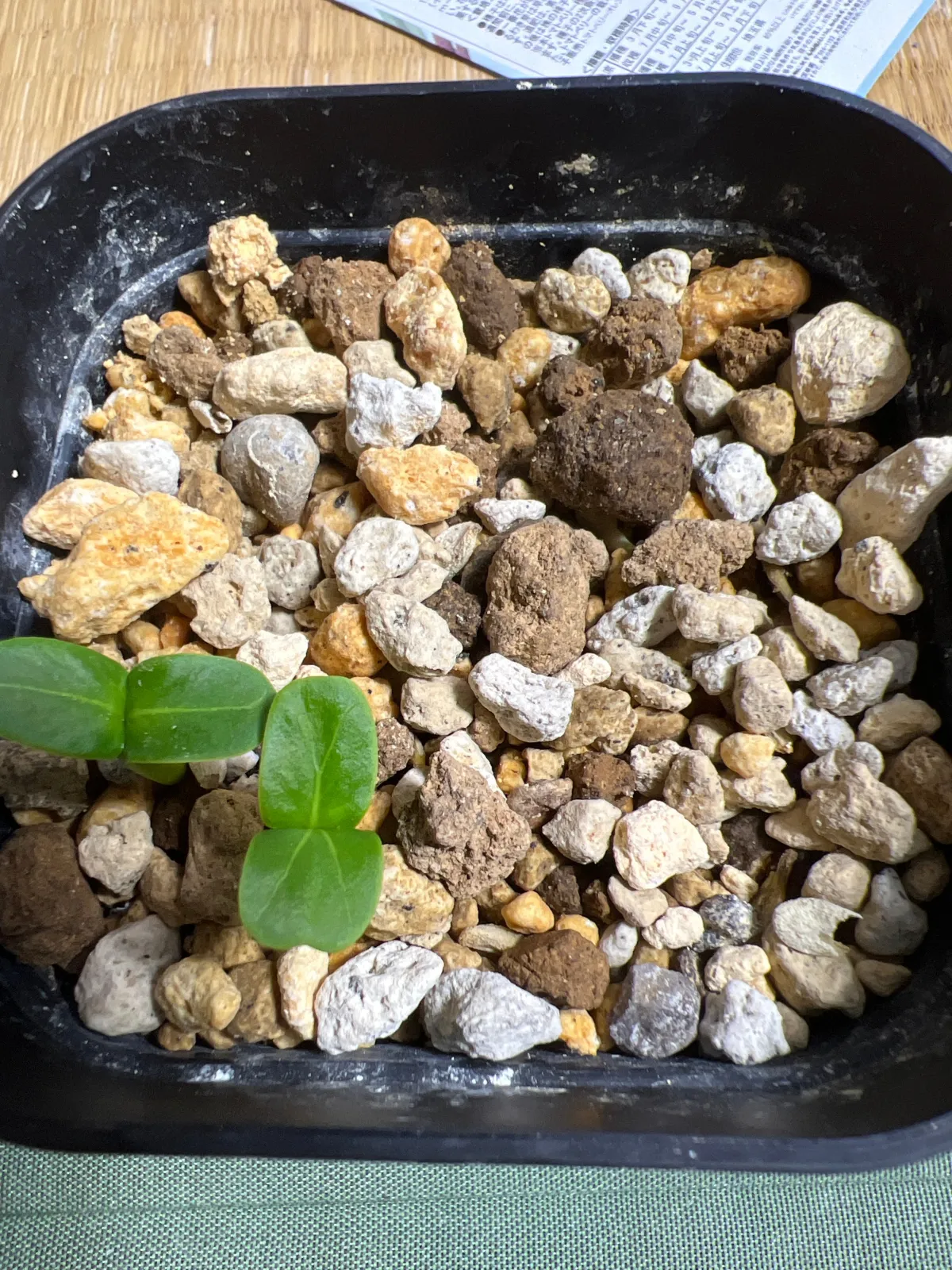 Pachypodium lamerei var. fiherenense (パキポディウム フィヘレンセ)