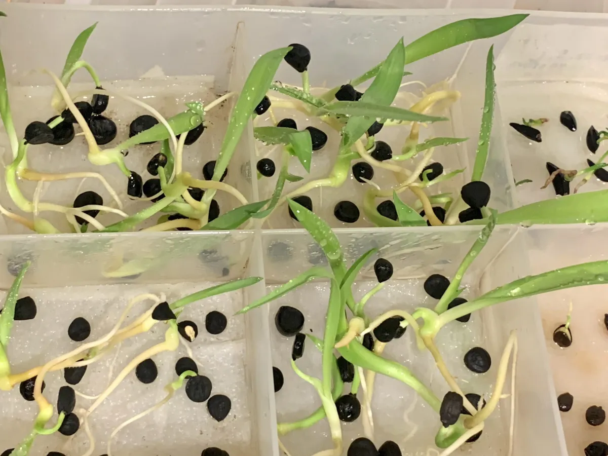 Yucca decipiens (ユッカ デシピエンシス)