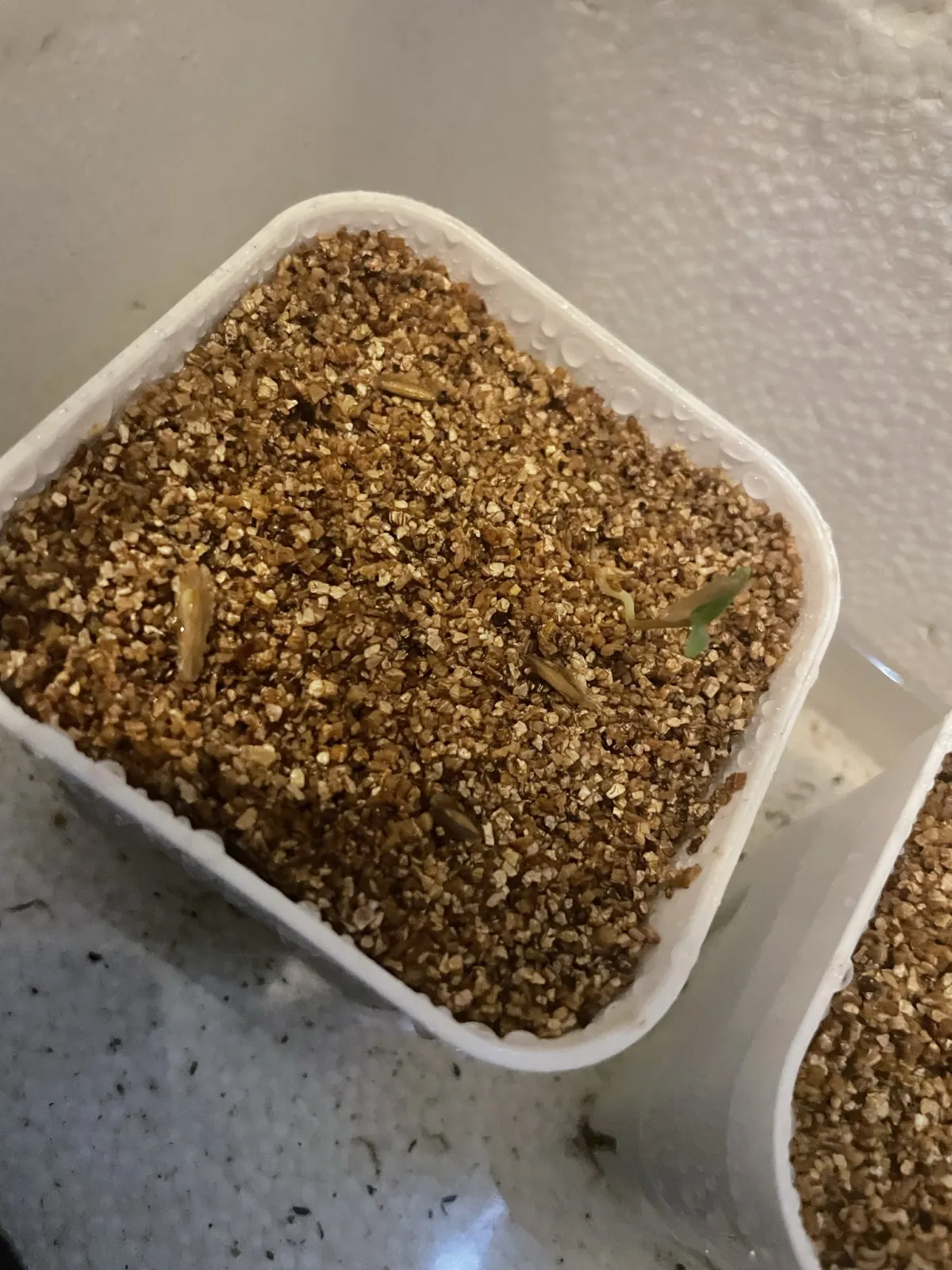 Fockea edulis (フォッケア 火星人)