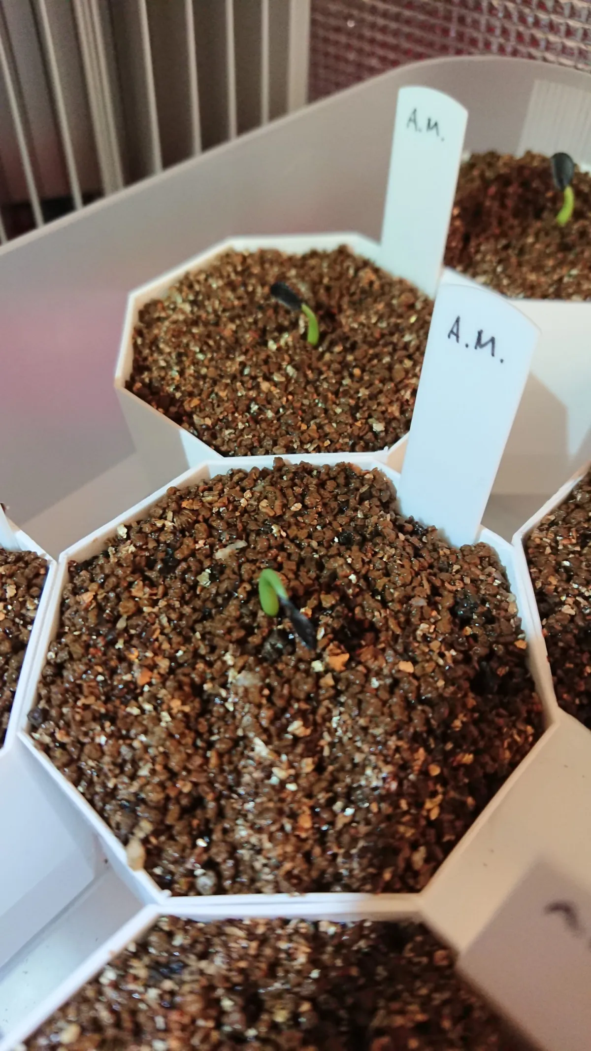 Agave montana (アガベ モンタナ)