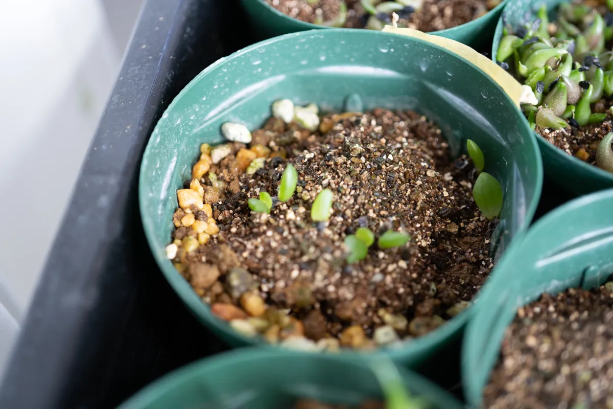 Aloe peglerae (アロエ ペグレラエ)