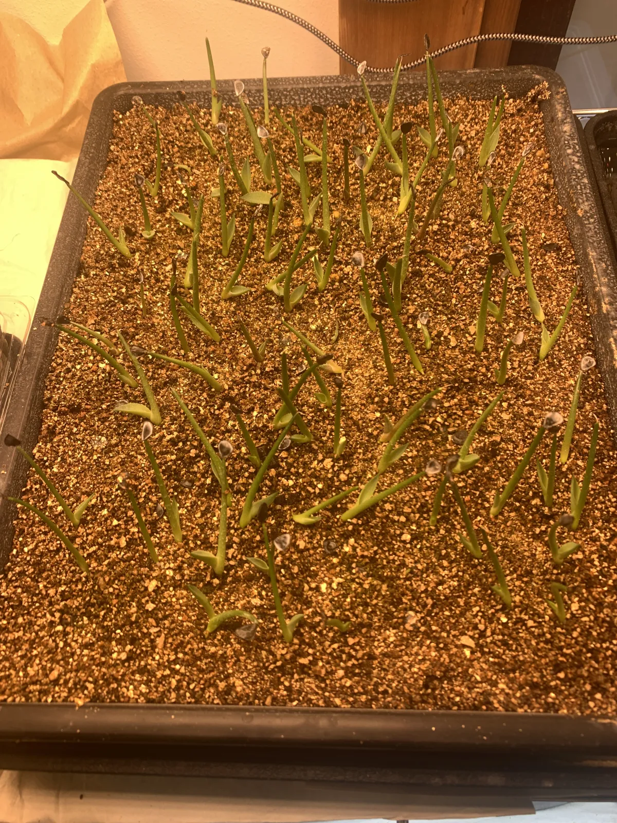 Agave parryi var. truncata (アガベ パリー トランカータ)