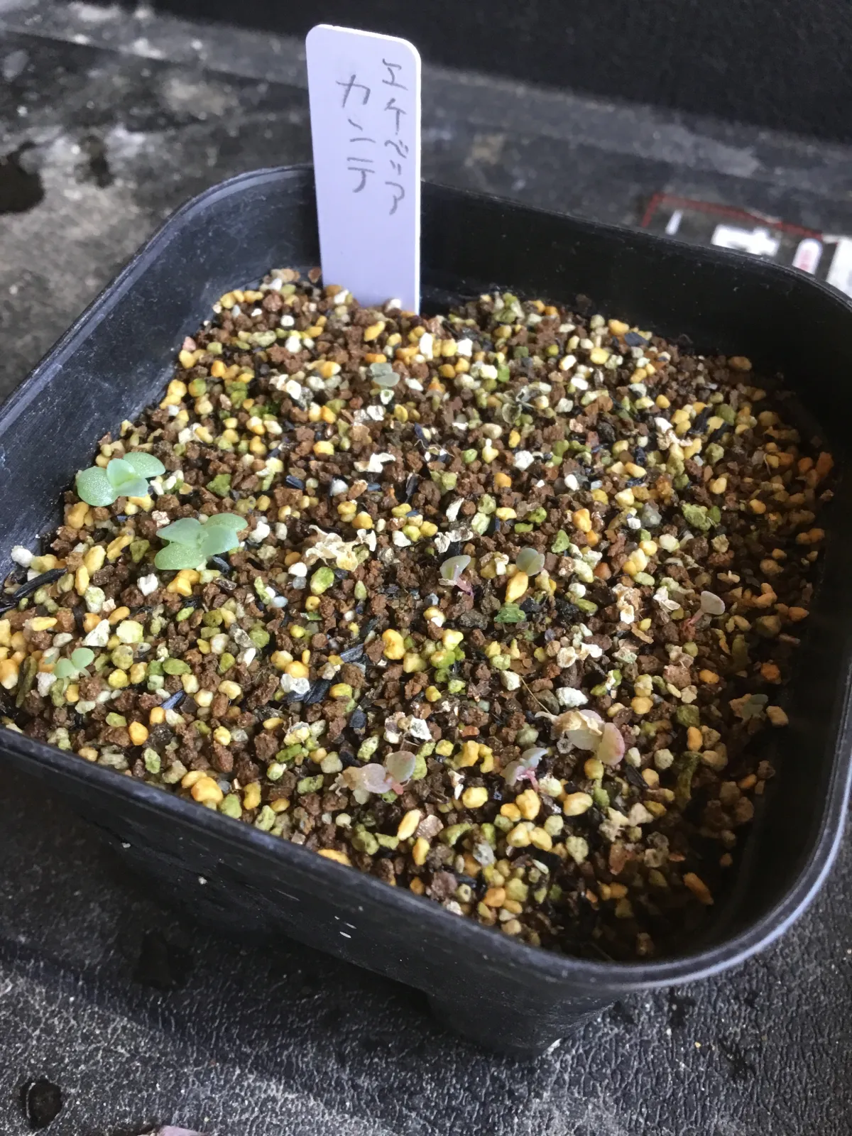 Echeveria cante White Cloud Echeveria (エケベリア カンテ)