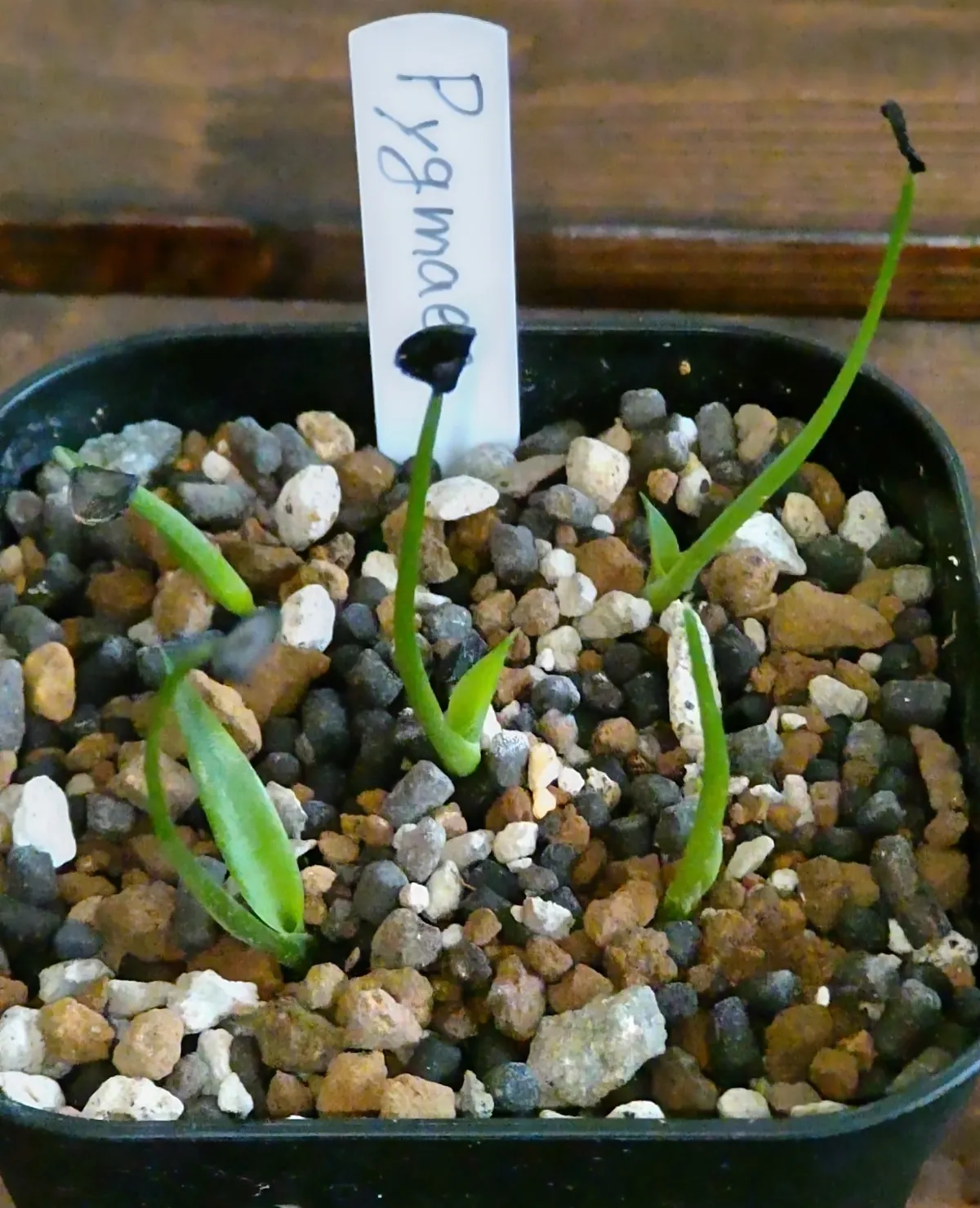 Agave seemanniana (アガベ ピグマエア)