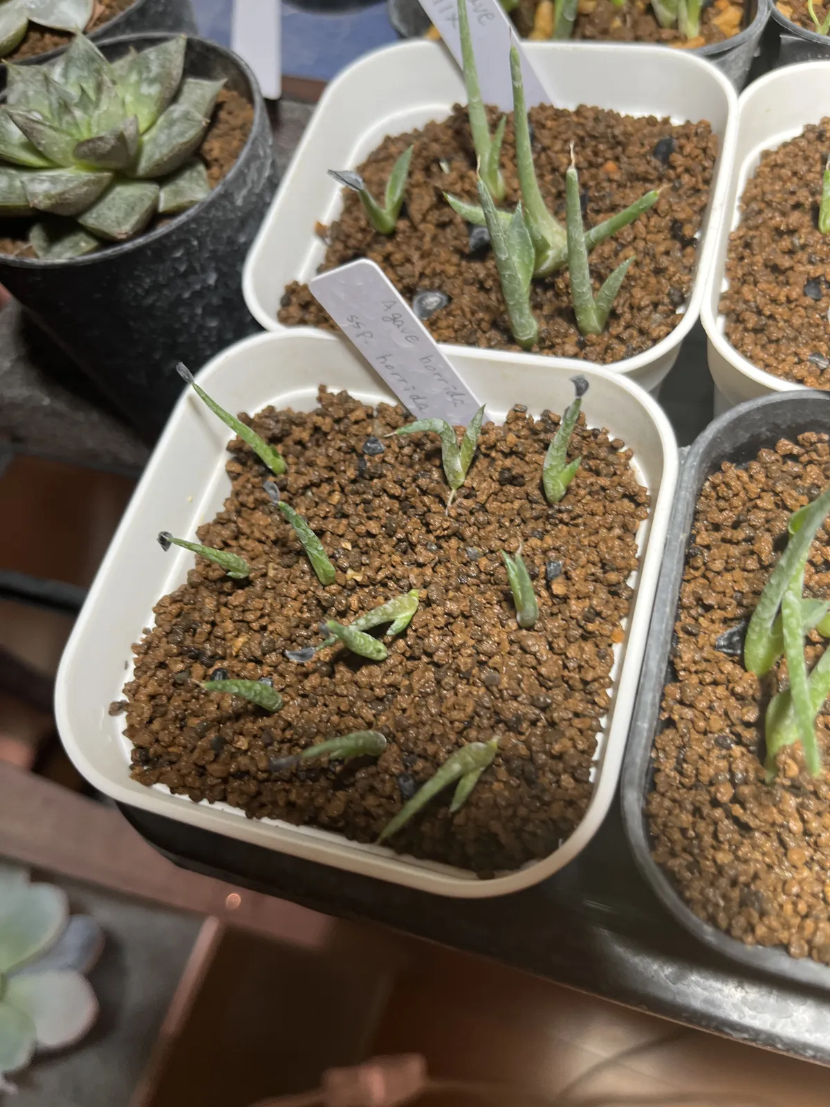 Agave horrida ssp. horrida (アガベ ホリダ)